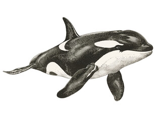 Fototapeta premium Orca Swimming Gracefully Through Ocean Waters in a Detailed Illustration - Vintage Illustration, Isolated on White Transparent Background, PNG