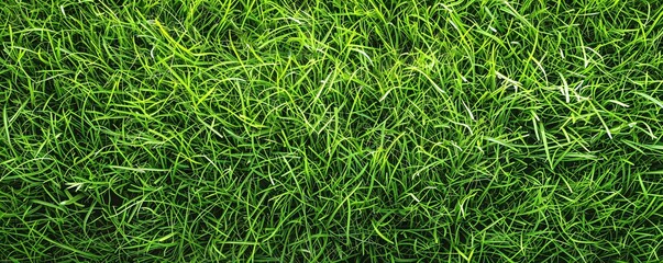 Background of fresh, green grass growing densely, covering the ground