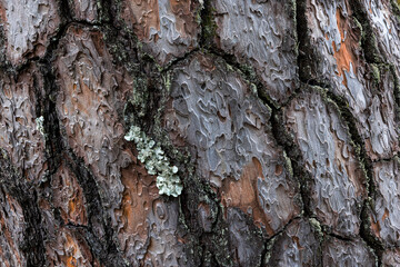 Fototapeta premium Tree Bark Pattern Texture