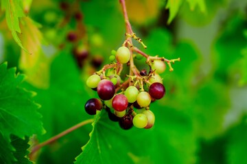 This image showcases a close-up view of a small bunch of unripe dark purple grapes nestled among vibrant green leaves, highlighting their natural beauty and the growth stage before ripening.