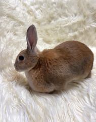 Cute bunny on white fur carpet 