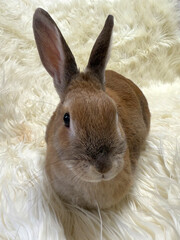 Cute bunny on white fur carpet 
