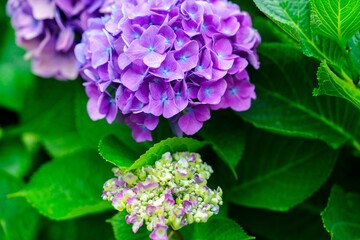 Fototapeta premium A vibrant purple hydrangea flower in full bloom, showcasing intricate petals. Surrounded by lush green leaves, this image captures the beauty of nature against a bright white background.