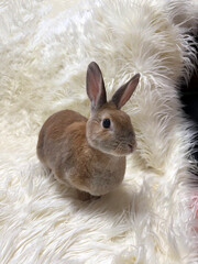Cute bunny on white fur carpet 