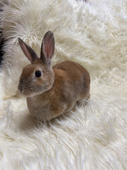Cute bunny on white fur carpet 