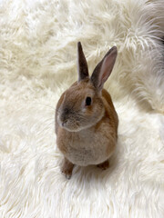 Cute bunny on white fur carpet 