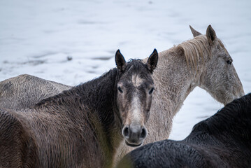Fototapeta premium selective focus, three wild horses in the snow. Peneda Geres National Park. North Portugal