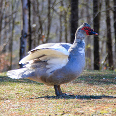 Duck about to take flight 