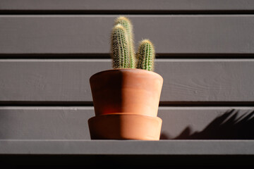 Small cactus in terracotta pot against wooden background