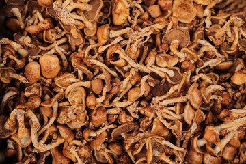 Close-up shot of a pile of freshly harvested mushrooms.  Rich earthy tones and intricate details make this a perfect image for culinary or natural themes.