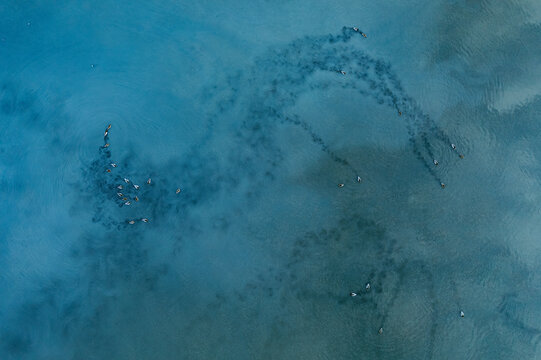 Aerial View of Birds Flocking Over Toledo Lagoons in Spain