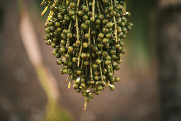 Close-up of a cluster of unripe palm fruits hanging from a tree. The vibrant green hues and natural texture make this a perfect image for nature, food, or botanical themes. 