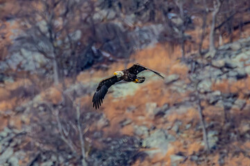 Bald Eagle