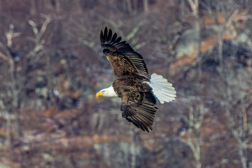 Bald Eagle