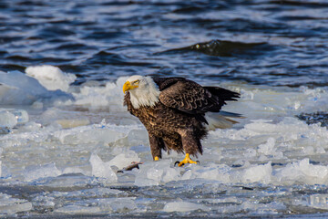 Bald Eagle