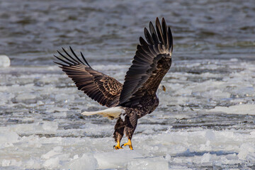 Bald Eagle