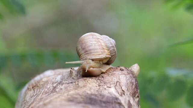 Grape snails or escargots in shell come out of the shells.