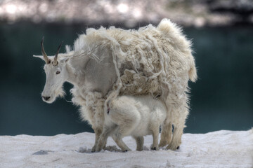 Baby mountain goat nursing from momma