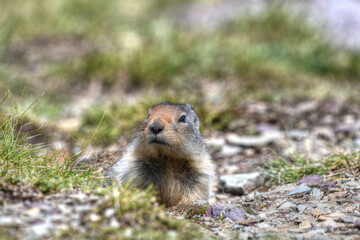Ground squirrel in the field of Glacier National Park