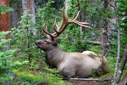 Bedded Bull Elk in Rockey Mountain
