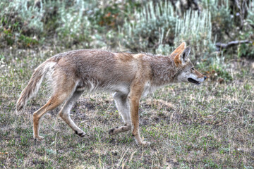 Coyote on the hunt for some eats