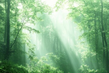 Obraz premium Sunbeams in misty green forest, nature scene, peaceful background, ideal for relaxation