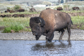 Bison walking through water in Yellowstone Park