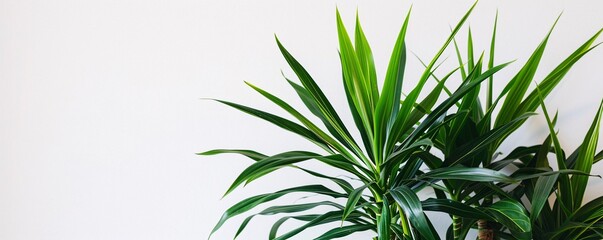 Fototapeta premium Yucca plant with long pointed green leaves positioned in front of a white wall