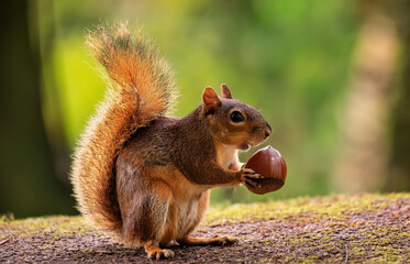 Obraz premium Cute squirrel holding an acorn in its paws