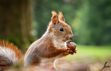 Obraz premium Cute squirrel holding an acorn in its paws, close-up shot from the ground, green forest in the background