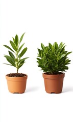 Obraz premium Two small potted plants, indoor gardening, home decor, white background, plant care