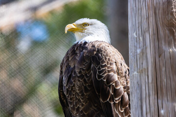 american bald eagle