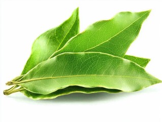 Fototapeta premium Fresh bay leaves showcasing vibrant green color and texture