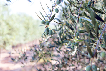 Olive tree branch with green olives in sunny orchard