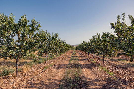 Serene Landscape of Lush Green Orchard Row Under Clear Sky