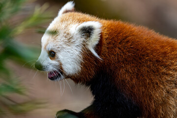Red Panda