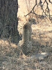 cheetah in kruger national park