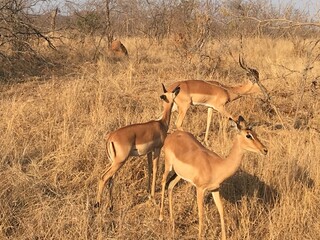 impala antelope in kruger park