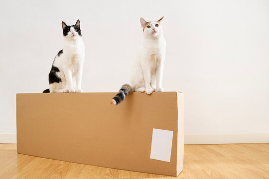 Two cats perched on a flatpack cardboard box in a room