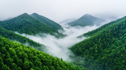 Lush Green Mountains Surrounded by Misty Fog in Serene Landscape