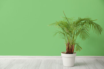Palm tree near green wall in room