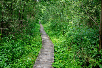 A Serene Nature Trail That Is Beautifully Surrounded by Vibrant and Lush Greenery Everywhere