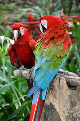 Brilliant Parrots Scarlet Macaws in Harmony