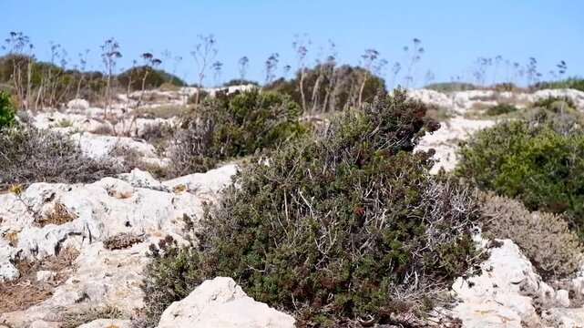View of Dingli cliffs in Malta and Mediterranean Sea