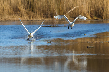 Tundra Swan, Bewick's Swan, Cygnus columbianus in flight at winter in Slimbridge, England