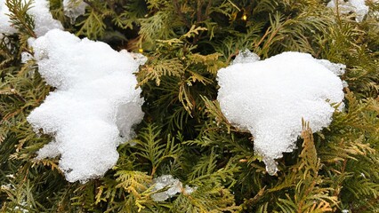 Snow-Dotted Covered Hedge
