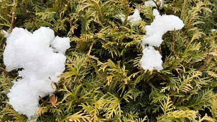 Snow-Dotted Covered Hedge
