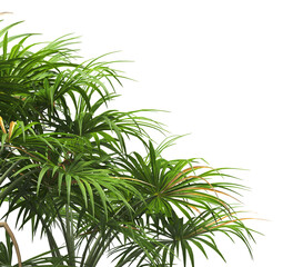palm Tree isolated on white background. also known as the chamaerops humilis, European fan palm, Phoenix roebelenii, dwarf date palm, pygmy date palm, robellini palm, Chusan palm, windmill palm.
