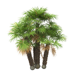 palm Tree isolated on white background. also known as the chamaerops humilis, European fan palm,...