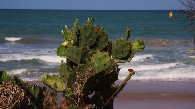 cactos na praia do nordeste 